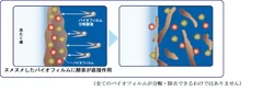 バイオフィルムの分解・除去メカニズム(イメージ図)