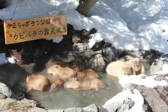 カピバラの露天風呂 雪見風呂