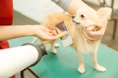 愛犬が嫌がらないコツをプロトリマーが教えます。