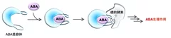 図1．ABAのシグナル伝達メカニズム