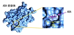 図2．ABAとABA受容体の複合体には小さな穴が存在する