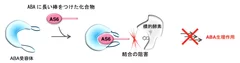 図3．ABA阻害剤(AS6)のデザイン戦略