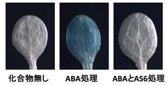 図5．AS6はABAの効果を打ち消す