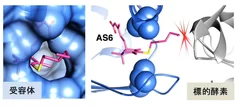 図6．ABA受容体-AS6複合体の立体構造。ABA受容体に存在する穴から突出したAS6