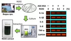 RG92エキスはAGEが惹起する炎症性サイトカインの発現を抑制する
