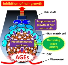 糖化による新規脱毛メカニズム 2