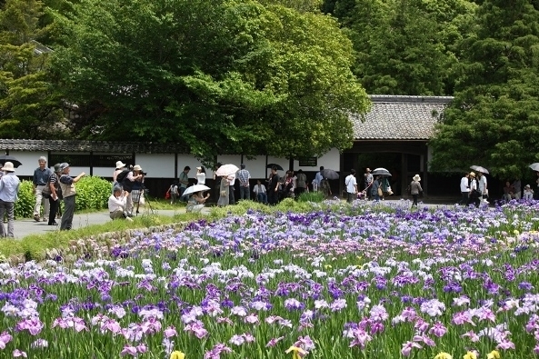 加茂の花菖蒲とオリジナルアジサイが 真っ盛り 加茂花菖蒲園のプレスリリース