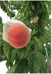 夏が旬の桃「日川白鳳」