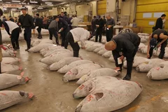 『Tsukiji Wonderland(仮題)』(2)