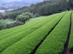 美しい高梨茶園の茶畑