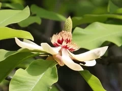 ホオノキの花