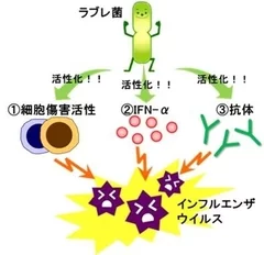 ラブレ菌がインフルエンザウイルスに対し免疫力を発揮するメカニズム