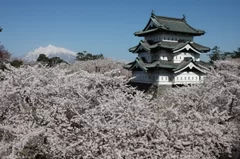 弘前公園の桜