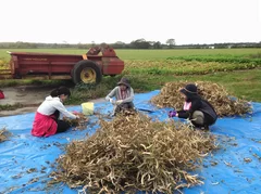 ハタケマメヒコ　秋の遠足