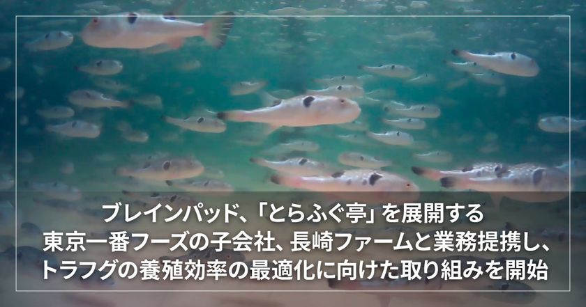 ブレインパッド、「とらふぐ亭」を展開する東京一番フーズの子会社、
長崎ファームと業務提携し、トラフグの養殖効率の最適化に向けた取り組みを開始