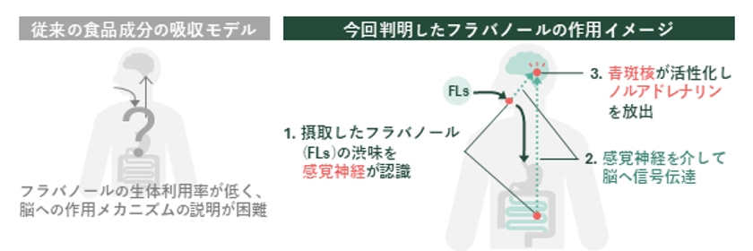 ワインやチョコレートの渋みで記憶力向上、
感覚刺激で作用と判明
芝浦工大、フラバノールの脳作用メカニズムを解明