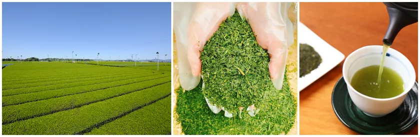 「高柳製茶」のお茶について