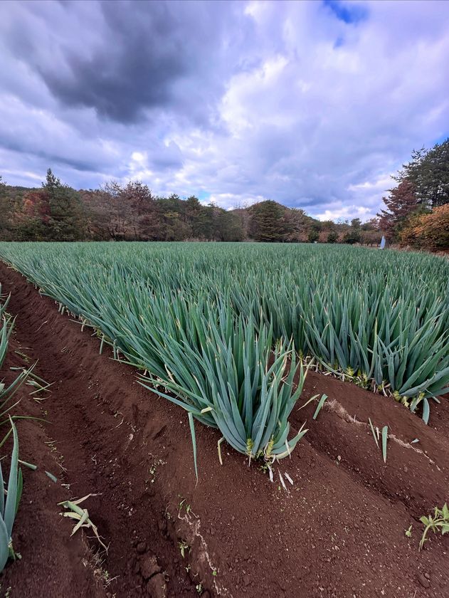 白竜伝説の里から生まれた新ブランド
有機肥料メーカーが作る極太白ネギ「だいわねぎ白竜」
2026年1月下旬より道の駅やJA産直で発売