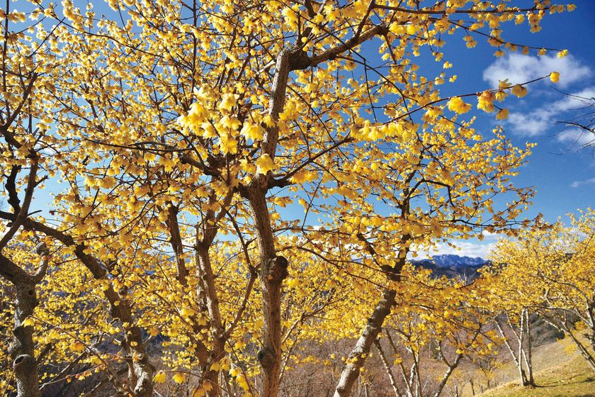 関東屈指のロウバイの名所
「長瀞宝登山臘梅園(ながとろほどさんろうばいえん)」
まもなく見頃!
新スポット&グルメで心ゆくまで花さんぽ
