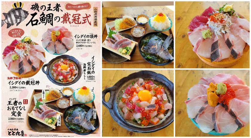 【漁港の駅TOTOCO小田原・とと丸食堂にて】
磯の王者、旬の石鯛を味わい尽くす
期間限定フェア「石鯛の戴冠式(たいかんしき)」を2/4より開催