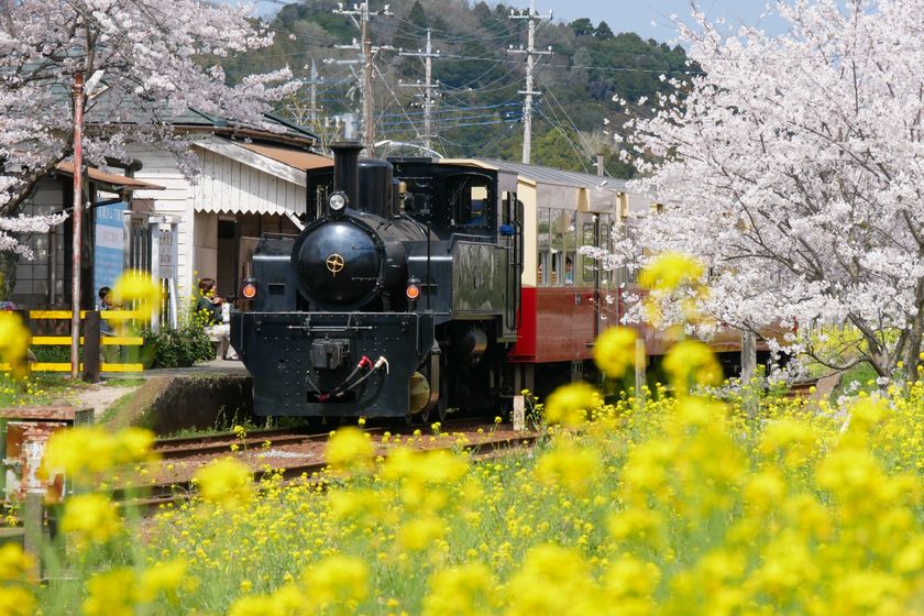 ベストシーズン到来!
菜の花満開の千葉・小湊鐵道沿線を遊び尽くそう