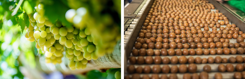 Horticulture Innovation Australia
日豪友好協力基本条約50周年を機に日豪園芸交流は新たな章へ
ガラディナー・シェアテーブル2026を3/11東京にて開催
日本向け園芸農産物輸入過去平均比1.4倍に