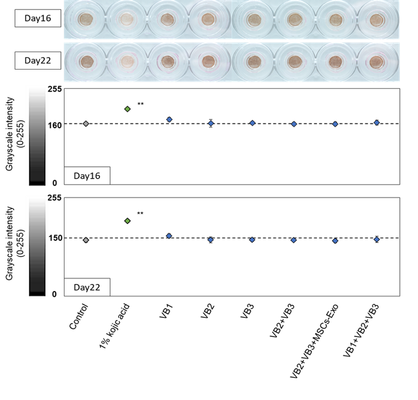抗ウイルス・抗菌・抗老化作用をもつ『VB』に新たな可能性
美白効果およびマクロファージ活性への関与を確認