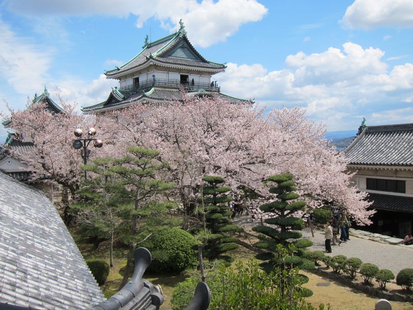 歴史・自然・絶景を楽しむ、和歌山市の春
桜名所5選を一挙紹介!和歌山城では
桜の時期にあわせて“桜バージョン”のライトアップを実施!