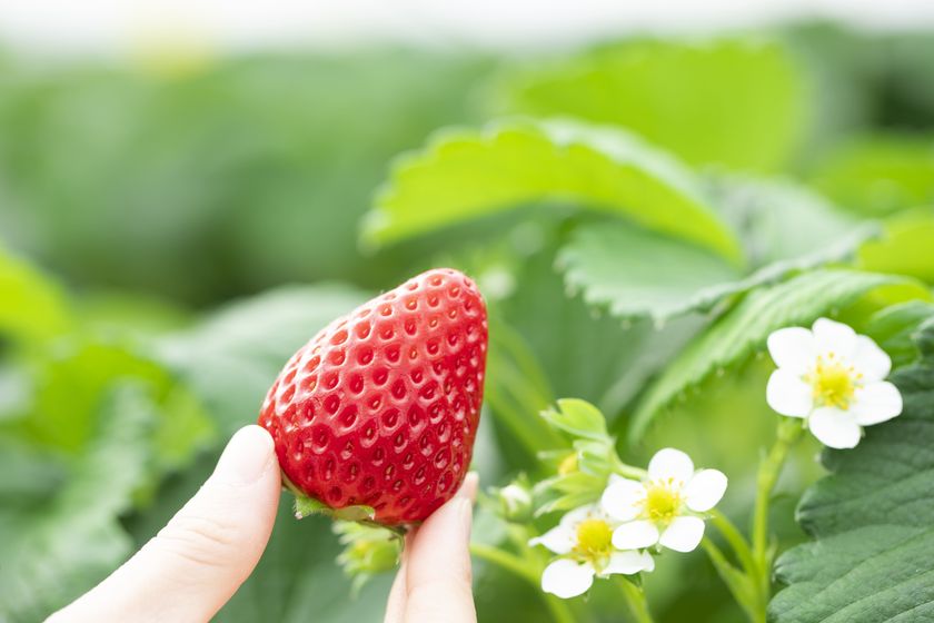 <いちご専門店の道の駅 いちごBonBonBERRY>
いちご狩り気分で気軽にお席で楽しめる!
「静岡いちごの食べ放題」を3月1日(日)から1か月開催!