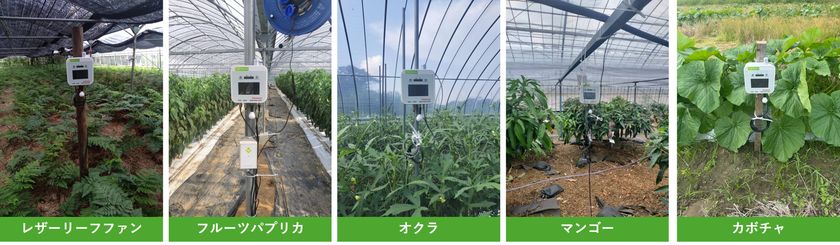 鹿児島県南種子町でのIoT農業支援を展開
農業AI/IoTソリューション
「e-kakashi」導入で収穫量倍増の成果も