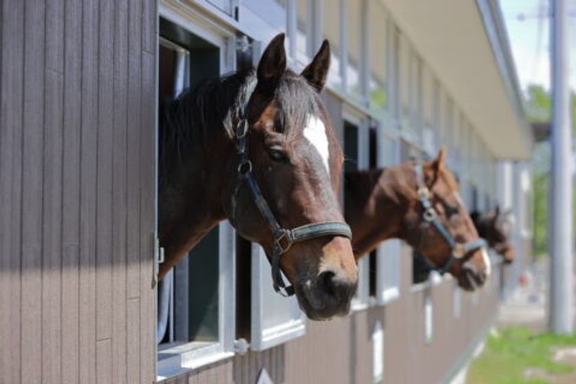 日高がぐっと身近に!日高自動車道「新冠IC」開通記念
絶景温泉リゾート「新冠温泉 ホテルヒルズ」が馬と触れ合う
限定宿泊プランを2/28より提供開始