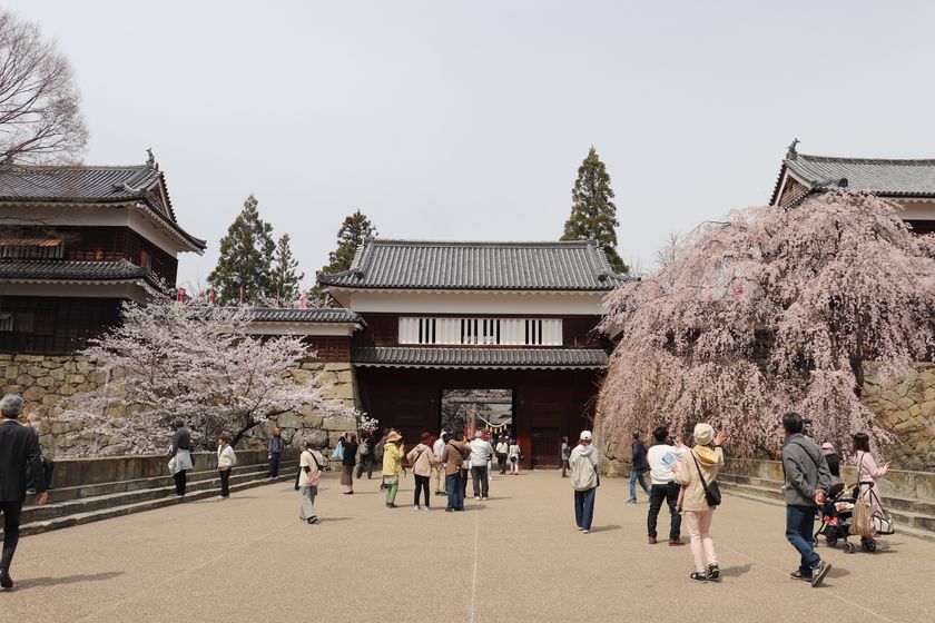 春爛漫!約1,000本の桜が咲き誇る
第23回上田城千本桜まつり
4月4日(土)~12日(日)に開催!!