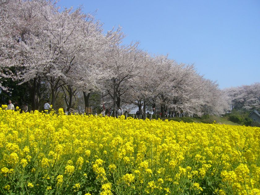 【東京・町田市】「町田さくらまつり」をはじめ、
春のうららかな季節を満喫できるイベントを開催!