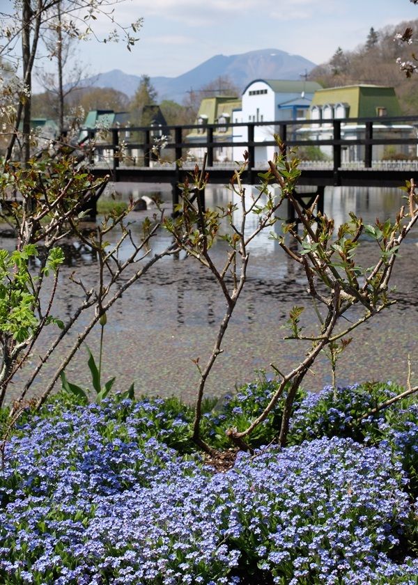 「軽井沢レイクガーデン」
2026年の開園期間は4月17日(金)~11月8日(日)
約1万坪の庭園にイングリッシュローズやハーブなどが咲き誇る