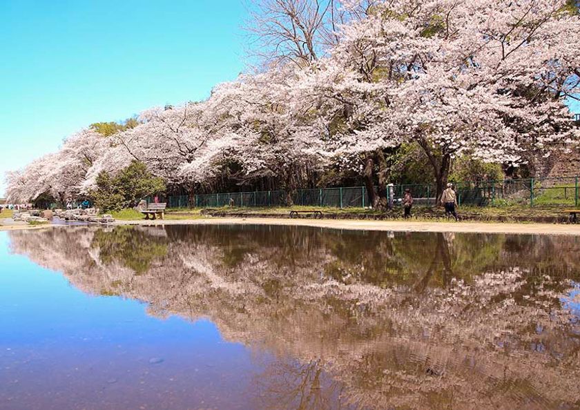 東京都福生市「第43回ふっさ桜まつり」を開催中!