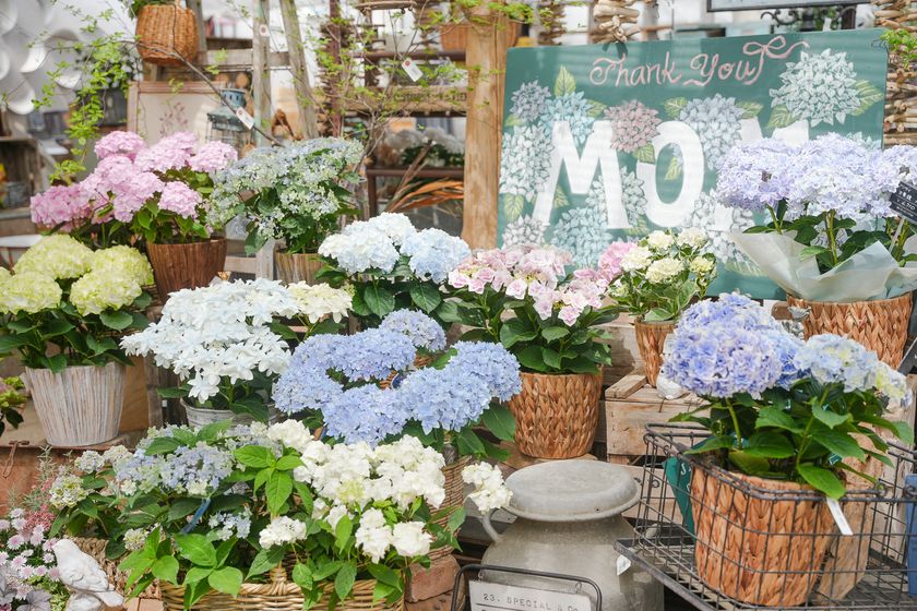 母の日ギフトに変化、“長く楽しめる植物”
人気のあじさい約60種のフェア開催(大阪)