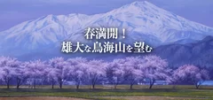 春満開！雄大な鳥海山を望む