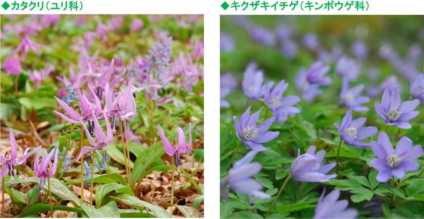 六甲高山植物園~春の妖精~
「カタクリ、キクザキイチゲ」の群落が見頃です!