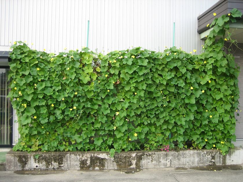 天然ヘチマカーテンのエアコンで真夏の省エネ対策
オーガニックコスメ会社「ネオナチュラル」が壁面緑化参加者を募集