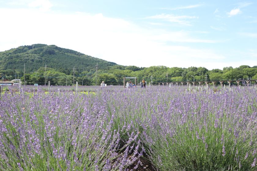 埼玉・嵐山「千年の苑ラベンダー園」の季節限定イベント
『らんざんラベンダーまつり』が6/13(土)から開催!