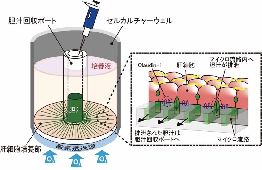 三井化学、世界初となる肝臓の働きを再現した
胆汁連続排泄型デバイスを共同開発