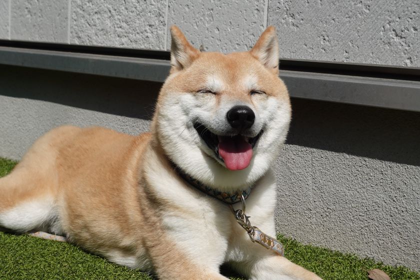 愛犬と一緒に暮らしたい高齢者が増加
愛犬と暮らせるサ高住の問い合わせが昨対比約1.4倍に増加