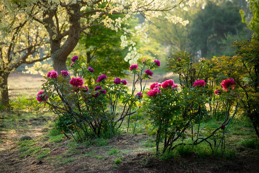 つくば牡丹園「PEONY GARDEN(ピオニー ガーデン) 2026」が
4/9(木)~5/24(日)期間限定オープン!グルメや体験企画も実施