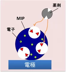 (2)MIPが薬剤分子をキャッチし電流の通り道を作る