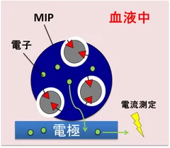 (3)その電流を測定することで薬剤濃度を得る