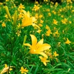 六甲高山植物園