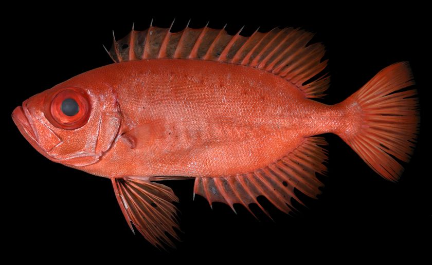 「アカネキントキ」は新種だった!
西太平洋からキントキダイ科魚類を新種記載
「Priacanthus starnesi」と命名