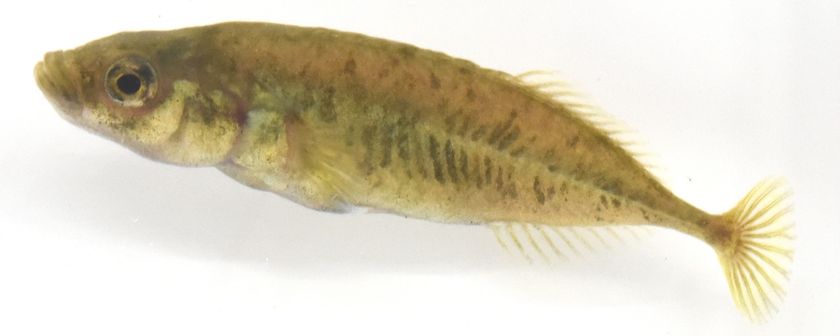 学術上“存在しない魚”だった希少淡水魚ムサシトミヨ
60年を経て、ついに「新種」として記載される