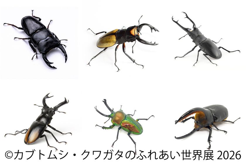 世界のレア昆虫が集結!夏休み限定イベント
「カブトムシ・クワガタのふれあい世界展」8/1(土)~東京で開催
AR昆虫採集ゲーム「バグハン!」コラボブースも登場