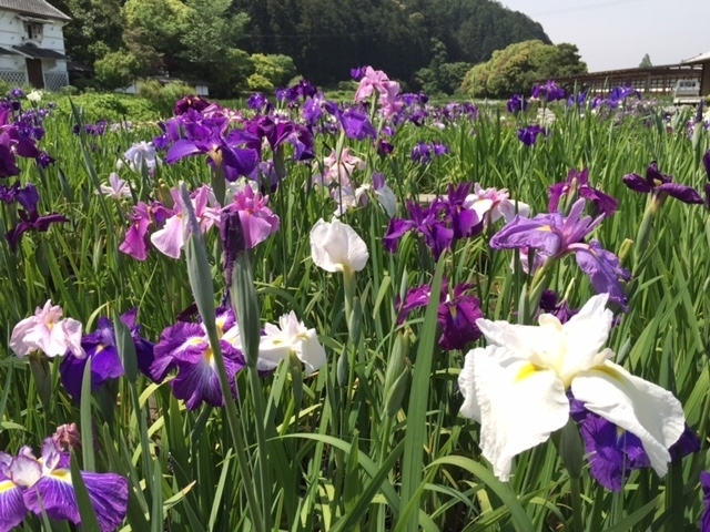 花菖蒲が最盛期に 静岡掛川の加茂荘花鳥園にて 花菖蒲とアジサイ展 を6月30日まで開催 国内市場シェア約5割 アジサイ品種 Kamo セレクション も見頃 加茂荘花鳥園のプレスリリース